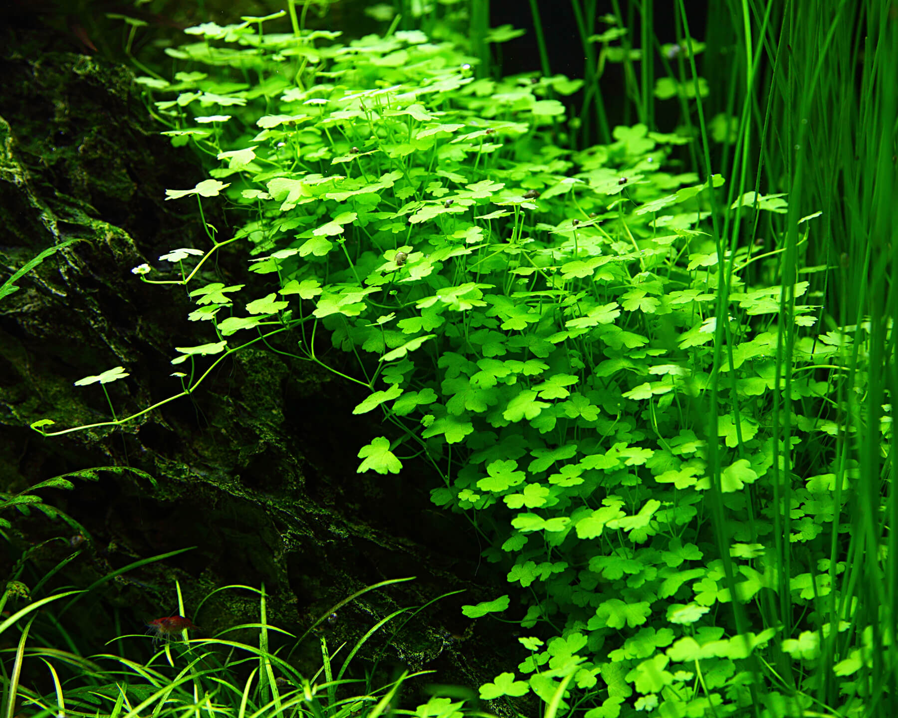 Hydrocotyle tripartita (Cloverleaf)
